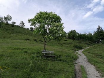 Trees on field against sky