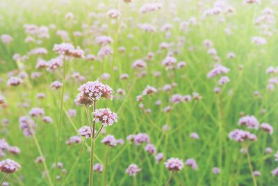 Close-up of pink flowering plants on land