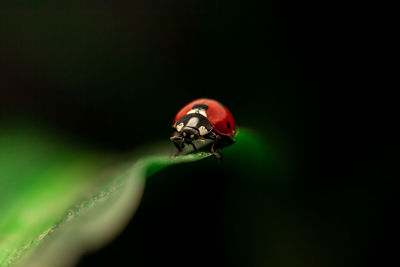 Close-up of insect on leaf