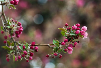 Close-up of pink flowering plant