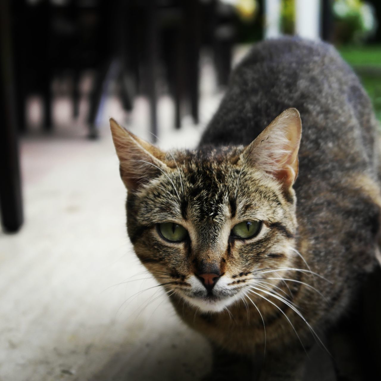 domestic cat, cat, focus on foreground, feline, pets, domestic animals, whisker, one animal, mammal, looking at camera, portrait, animal themes, close-up, front view, animal head, outdoors, day, no people, selective focus