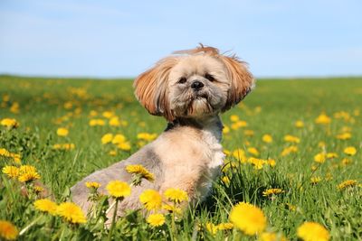 Close-up of a dog on field