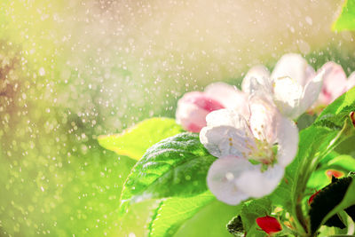 Close-up of raindrops on pink flower