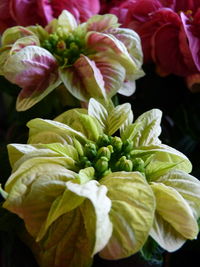 Close-up of flowering plant