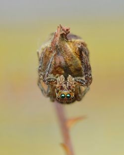 Close-up of spider