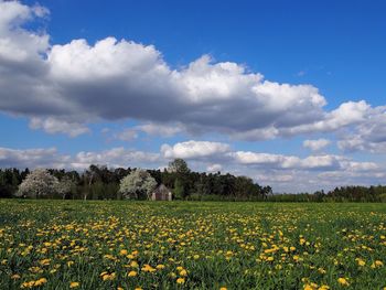 Yellow flowers growing in field