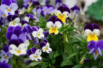 Close-up of purple flowering plants