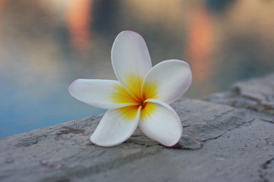 Close-up of white flower