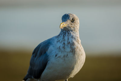 Close-up of bird