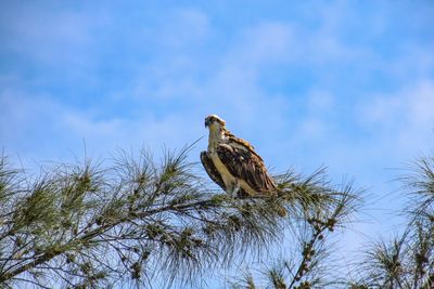 Low angle view of eagle perching on branch