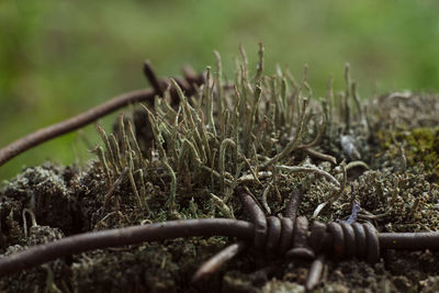 Close-up of rusty metal fence on field