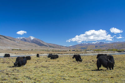 Yaks eating in grasses fields with mountains and blue sky background , sichuan province, china