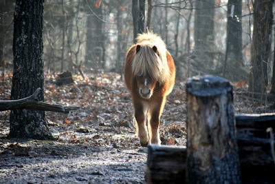 Horse standing on tree trunk in forest