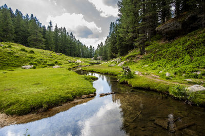 Scenic view of river amidst trees against sky