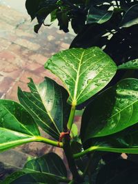 Close-up of wet plant leaves