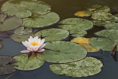 Water lily flowers and pads in a pond also known as lotus  