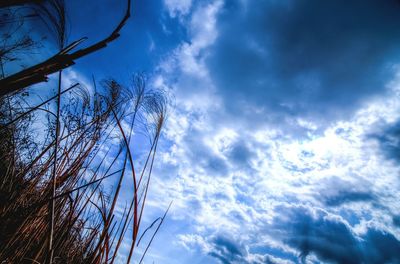 Low angle view of bare trees against cloudy sky