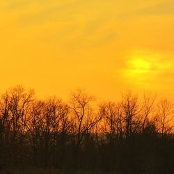 Bare trees at sunset
