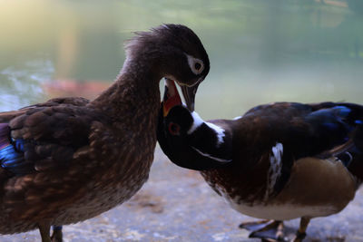 Close-up of duck