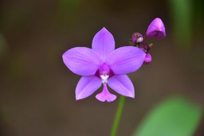 Close-up of purple flower