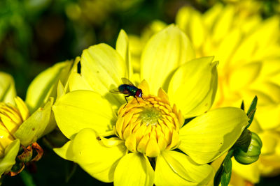 Close-up of insect on yellow flower