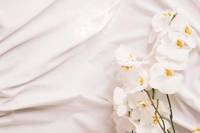High angle view of white flower on bed
