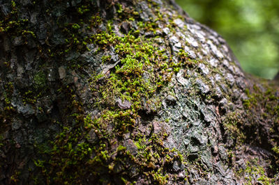 Close-up of moss growing on rock