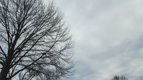 Low angle view of tree against sky