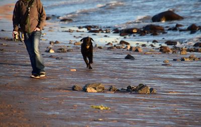 Low section of man with dog on beach