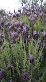 Close-up of purple flowers blooming in field