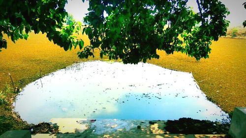 Reflection of trees on water against sky