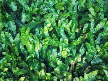 Full frame shot of green leaves