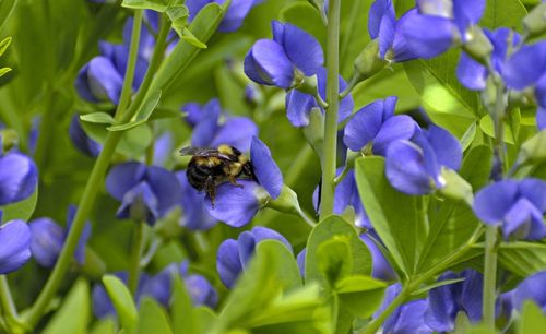 Close-up of bee pollinating on purple flowering plants