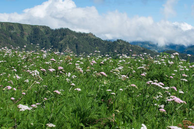 Scenic view of flowering plants on field against sky