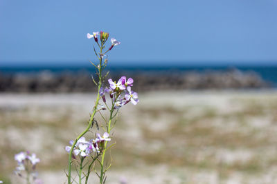 Close-up of purple flowering plant against sea