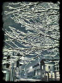 Bare trees against the sky