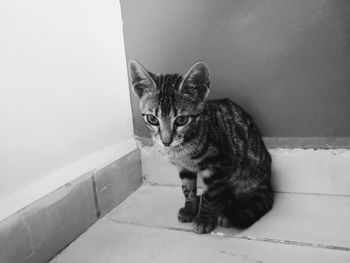 Portrait of cat sitting on floor against wall