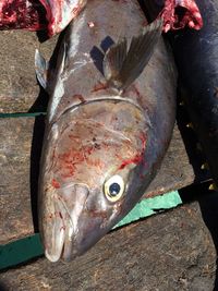 Close-up of fish for sale in market