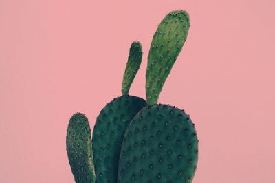 Close-up of prickly pear cactus