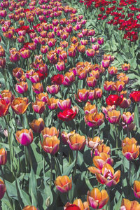 Close-up of tulips blooming outdoors