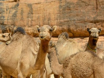 View of animal on landscape