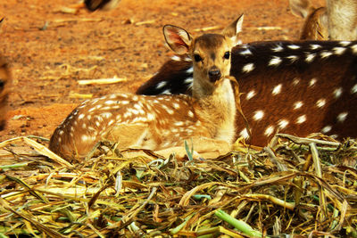 Close-up of deer on field