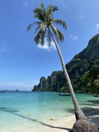 Palm tree by sea against sky