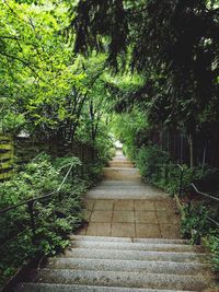 Walkway amidst trees in forest