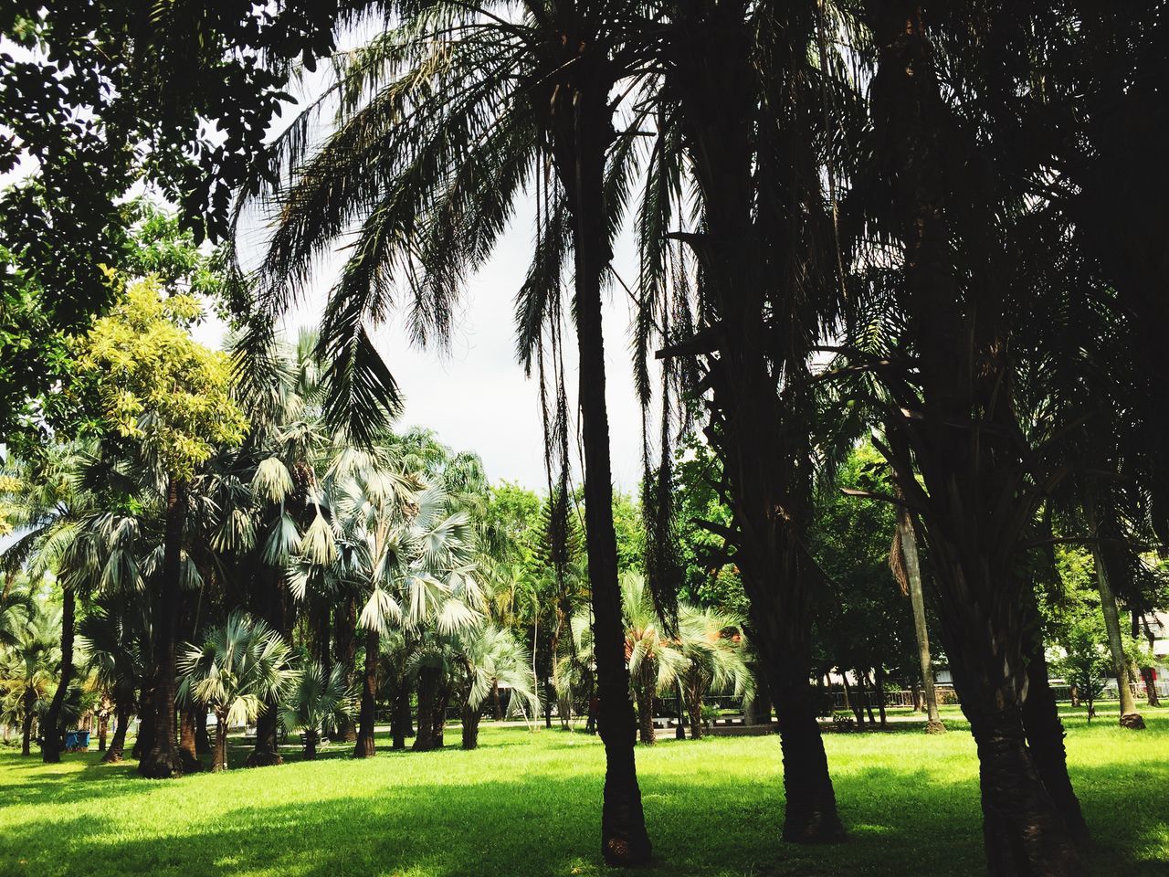 tree, grass, growth, palm tree, nature, beauty in nature, landscape, tranquility, tree trunk, no people, scenics, outdoors, scenery, sky, day