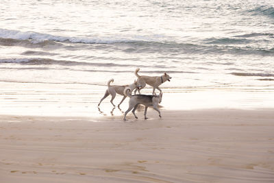 Three husky-type dogs running at dawn on beautiful sand beach with water in the background