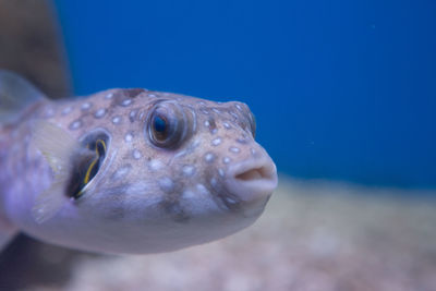 Close-up of fish swimming in sea