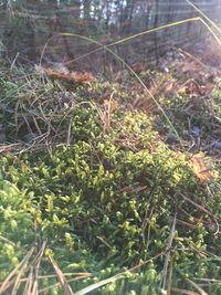 Close-up of fresh green plants in forest