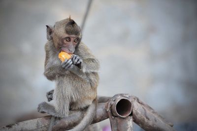 Monkey eating orange fruit
