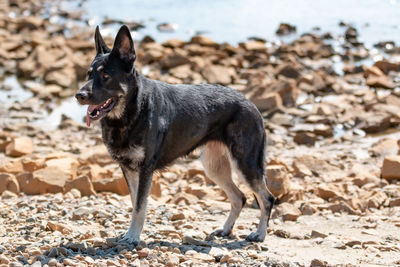 Dog standing on beach